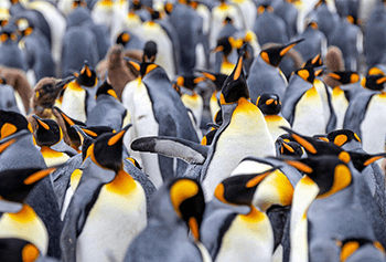 cruceros scenic antártida y ártico